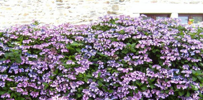 A lombhullató sövények – ahogy ez nevükben is benne rejlik - tavasztól őszig tudják eltakarni a telkünket, mégis sokan választják ezeket a fajtákat, mert nagyon gyönyörűek, amikor virágba borulnak.