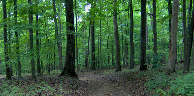 A tölgyerdők erdők rengeteg oxigént termeltek vigyázva a Föld klímájára.