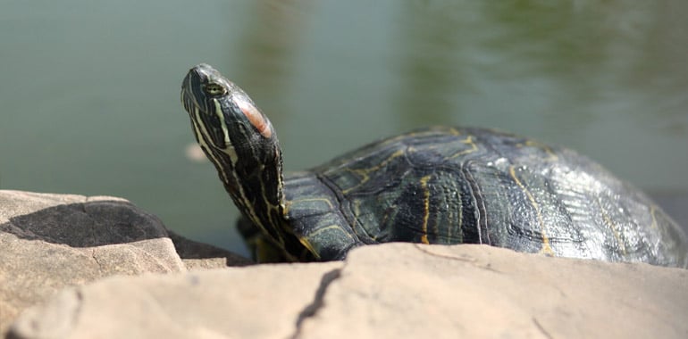 Sokan döntenek úgy, hogy teknőst tartanak a kerti tóban, mivel ezek a kétéltűek természetes segítséget jelentenek a tó növény- és halállományának szabályozásában.