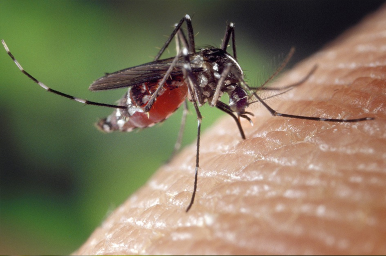 A szúnyogok évmilliók alatt fejlődtek tökéletesre, és nem könnyű ezt a hatalmas előnyüket lefaragni.