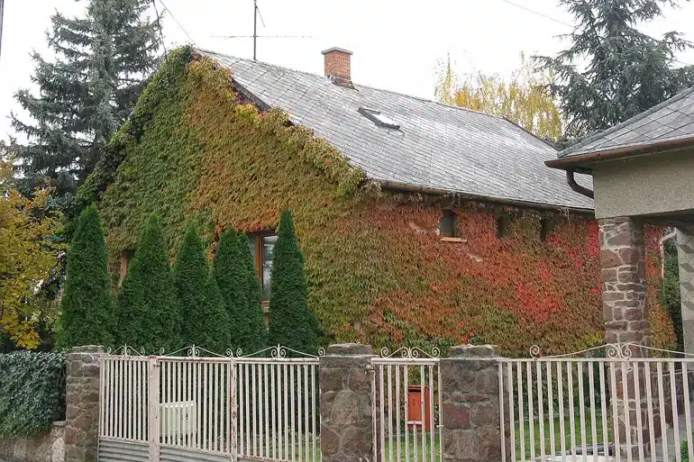 Természetes árnyékolók, vadszőlő